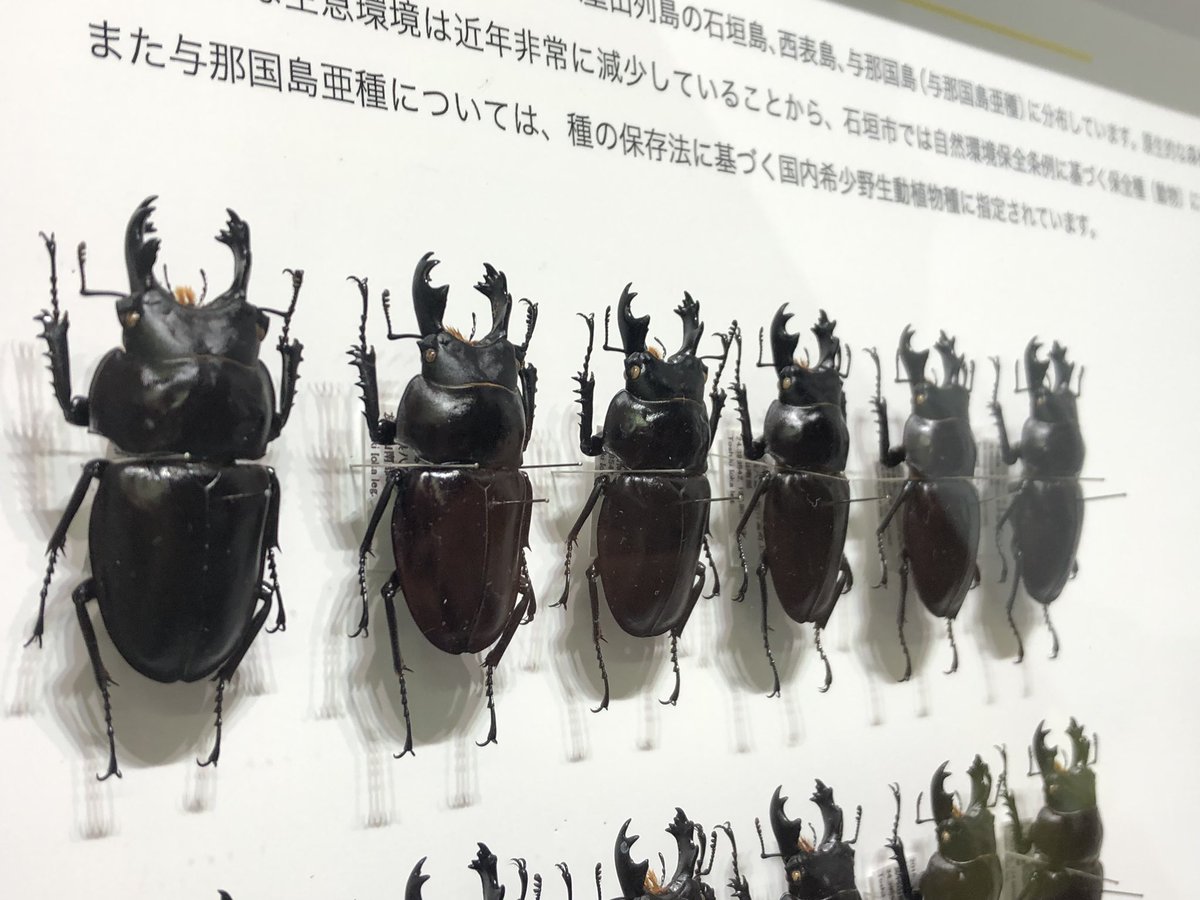 ビソン🐞 tweet media
