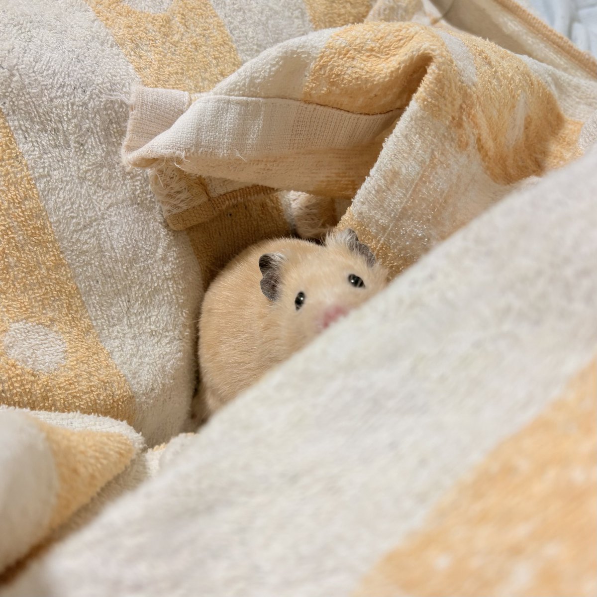 Rhodinia_gold's tweet photo. かわいい https://t.co/2hVU4Xe4cj
