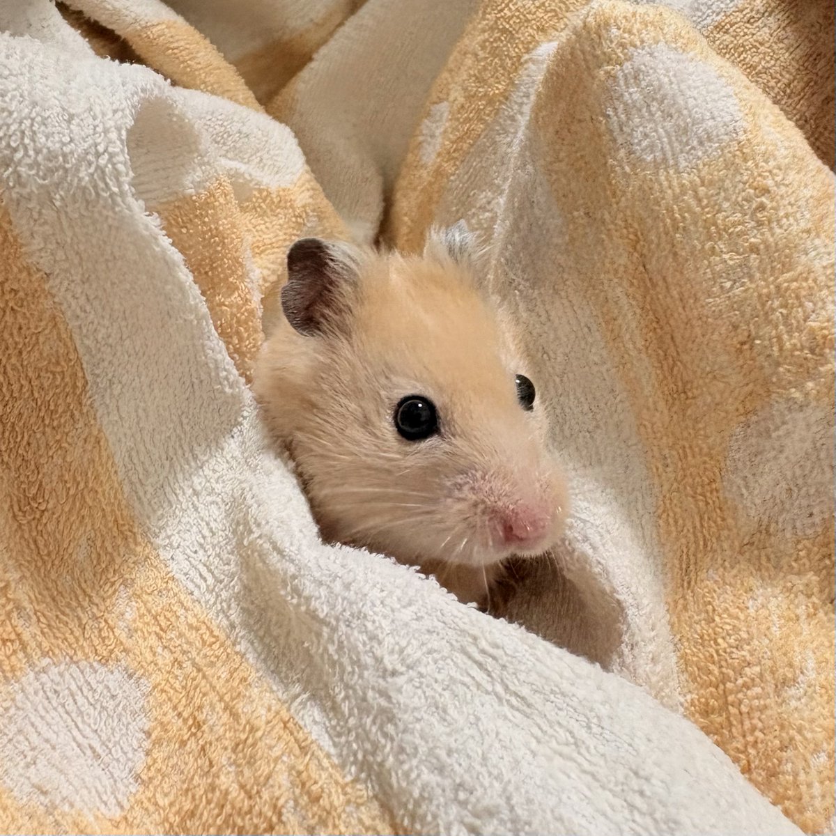 Rhodinia_gold's tweet photo. かわいい https://t.co/2hVU4Xe4cj