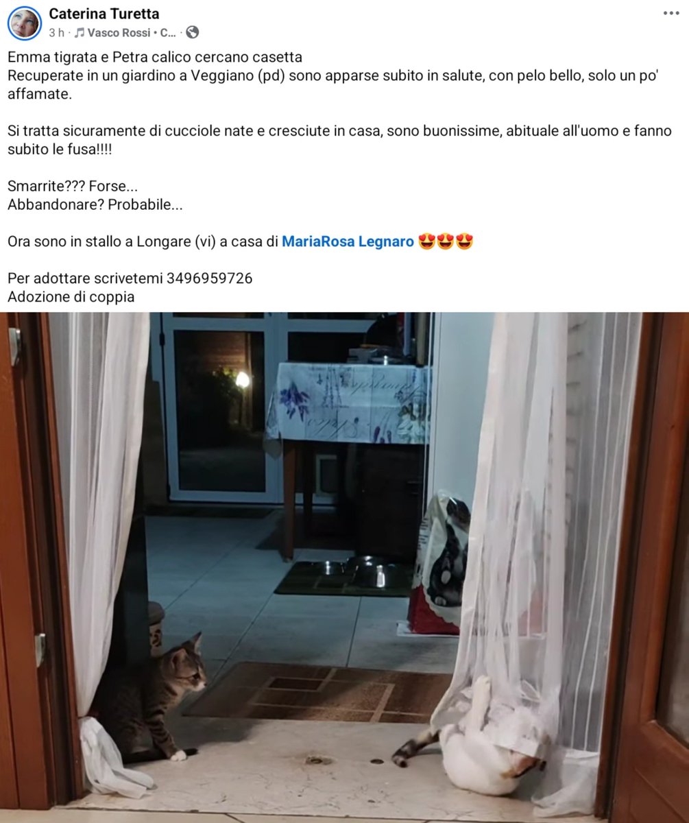 unonlus's tweet photo. #PETRA E #EMMA #cercafamiglia 🐱🐱
Sorelline di 2 mesi (calico e tigrata) recuperate a Veggiano (PD). Già antiparassitario fatto, dolcissime!
Si cercano adozione di coppia.
​📍 San Biagio di Teolo (PD)
Contatti nei commenti👇 https://t.co/W2BnAwEG5F