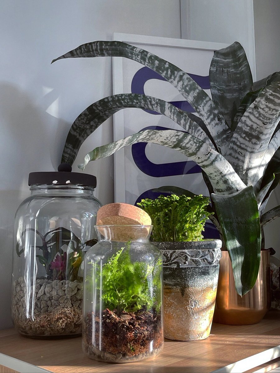 123unkown456's tweet photo. Turn old glass jars into stylish planters! Just add soil u0026 succulents, perfect for sprucing up your desk. （简洁翻译：把旧玻璃罐改造成时尚花盆！只需加入土壤和多肉植物，完美点缀你的桌面。） https://t.co/ksssWNaZra
