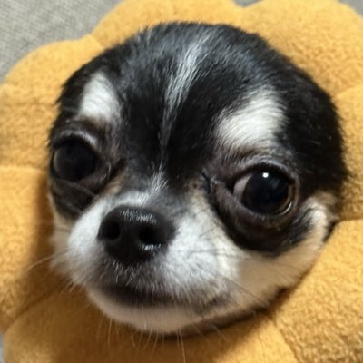 dqnai's tweet photo. #新しいプロフィール画像 https://t.co/SVRvRajWKb