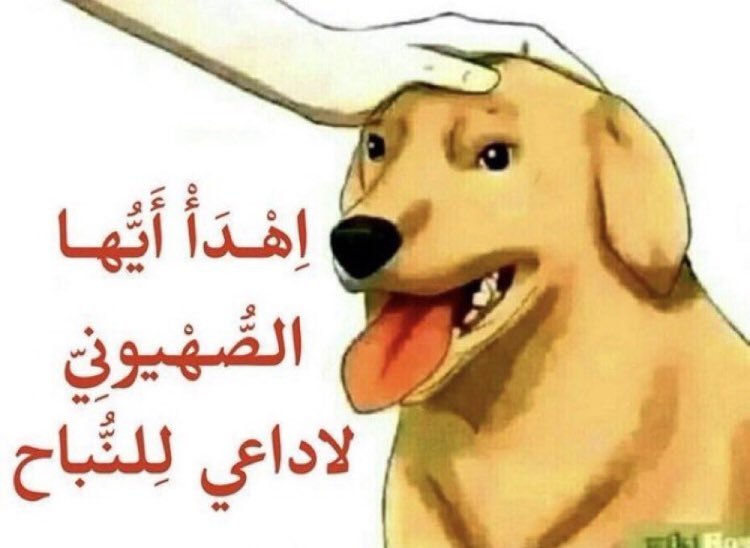 بَطُّوْطَة🦆 tweet media