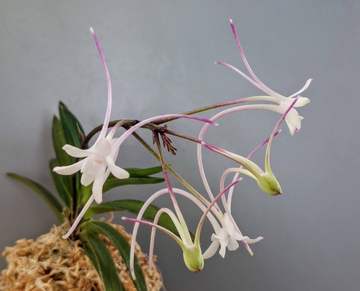 フウランの「万華鏡」が咲いて来ました🎵 曼珠沙華の色付きですね