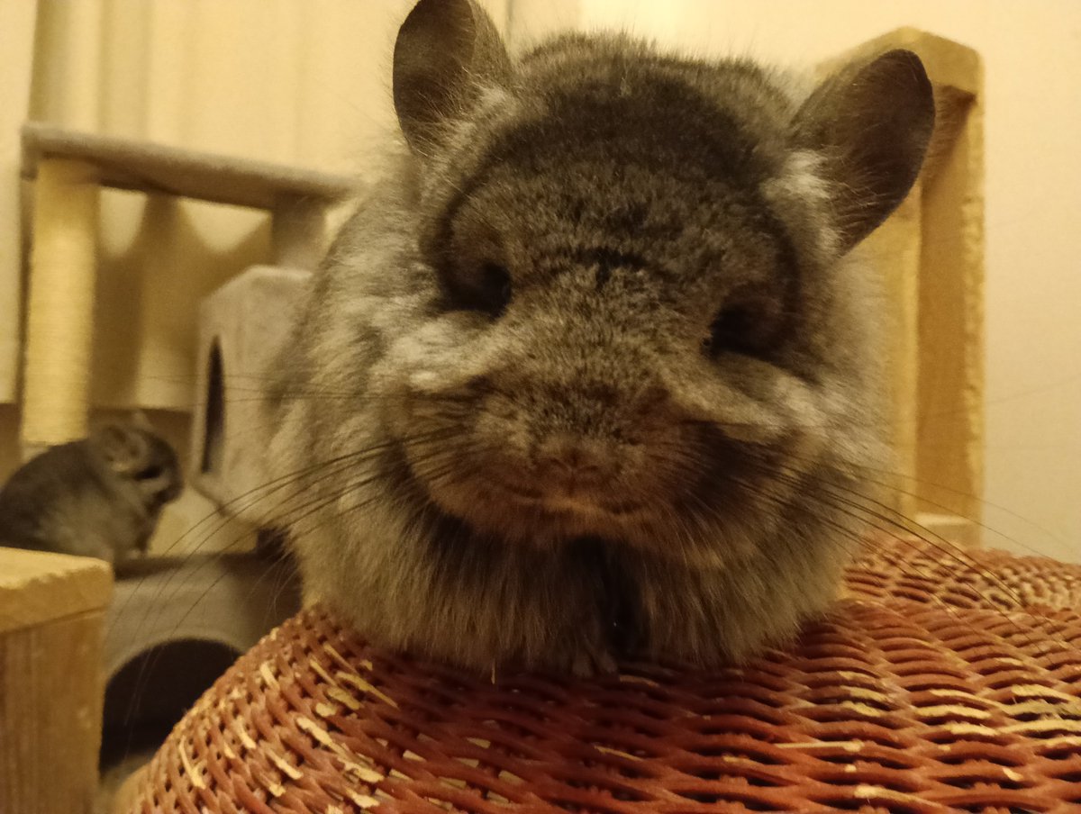 ChuChinchilla's tweet photo. @08_momosuke アンゴラ子もお願いします〜🐭 https://t.co/zWQCFDcg7s