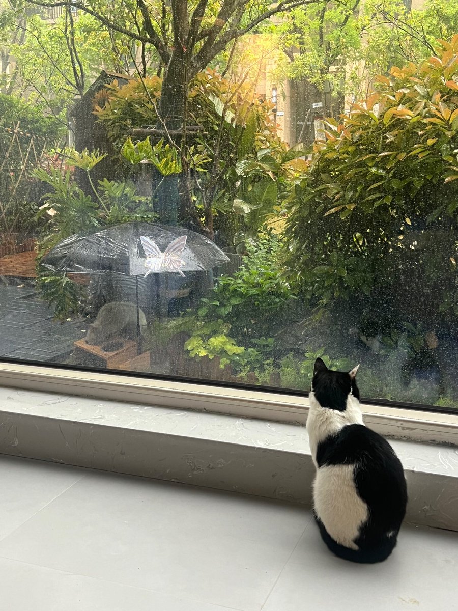 DhigaPmngks's tweet photo. Spent this rainy Saturday cuddling my fur baby – no plans, just warm snuggles and purrs https://t.co/xApIQOJDqo