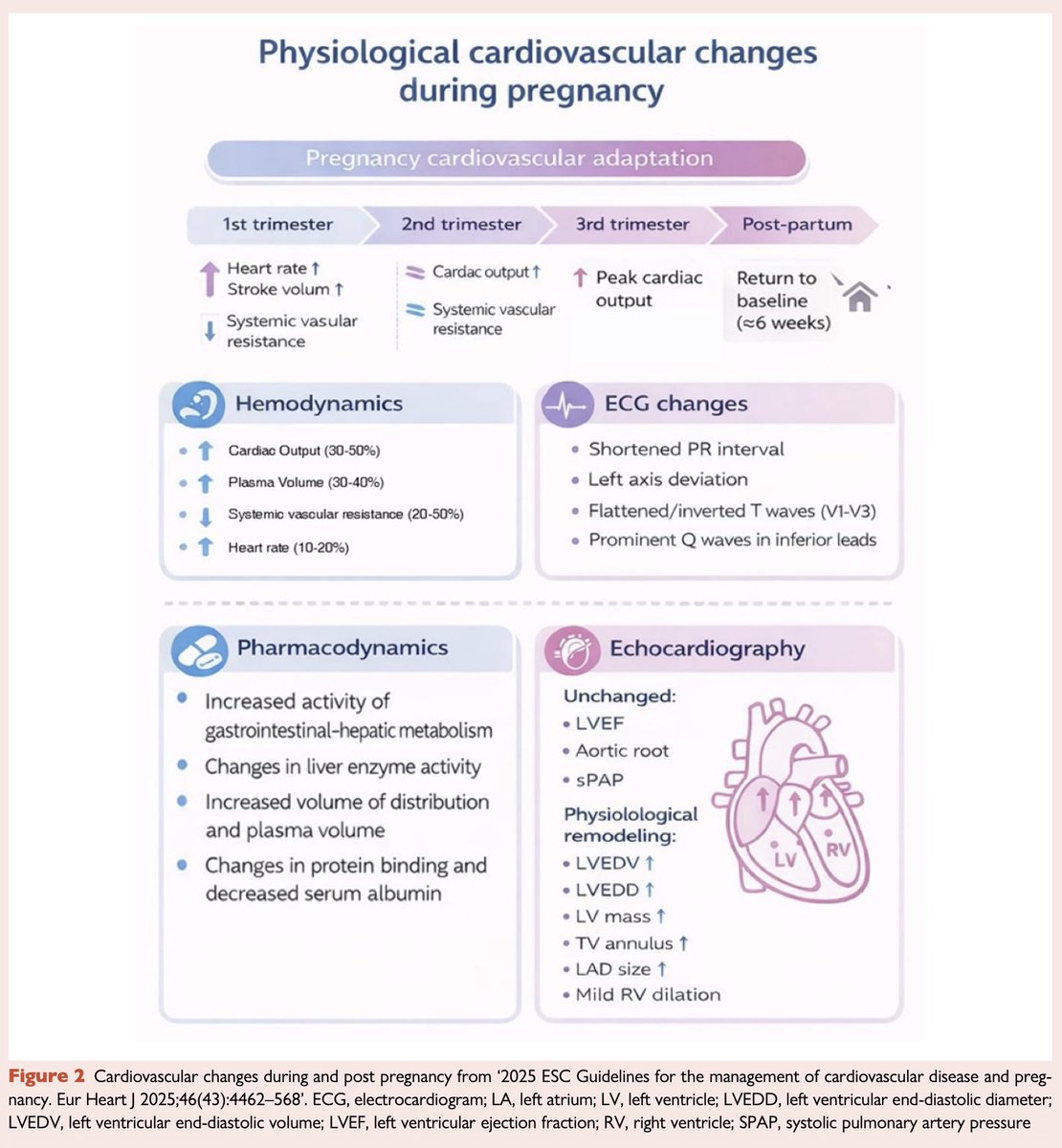 HFA_President's tweet photo. How can we better prevent #HeartFailure in women?

🫀A new #EJHF expert consensus statement maps the sex-specific risk factors that should be considered throughout a woman's life, & what to do: 
📍Pregnancy: hypertensive disorders & PPCM are associated with future HF ➡️ Pregnancy Heart Team, pre-conception counselling, pregnancy&lactation-safe OMT 📍PCOS & endometriosis: chronic inflammation & pro-atherogenic profile ➡️ Visceral adiposity & metabolic control, OSAS screening, less chronic NSAID use 📍Menopausal transition: falling estradiol, rising inflammation, endothelial dysfunction ➡️ Risk factor control, DASH diet, aerobic activity 📍Cancer therapy-related cardiac dysfunction: validated risk scores (HFA-ICOS), GLS & biomarker surveillance, exercise-based cardio-oncology rehab, heart-sparing radiotherapy

Read more @EJHFEiC @ESC_Journals 🔗 :
https://t.co/CGcwE50hsV

@ARakisheva @m_piepoli @JBauersachsMD @JGrapsa @lisneubeck

#WomensHeartHealth #CardioObstetrics #CardioOncology #Prevention #HF