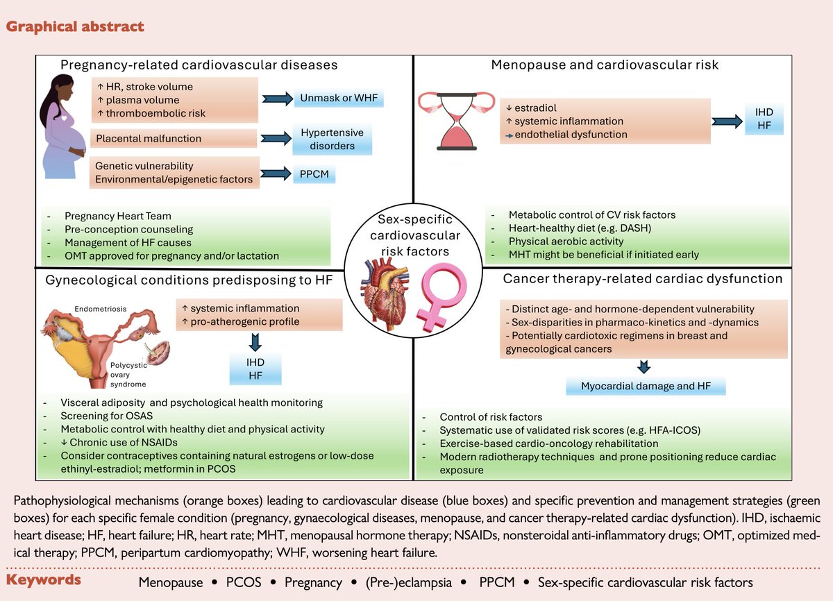 HFA_President's tweet photo. How can we better prevent #HeartFailure in women?

🫀A new #EJHF expert consensus statement maps the sex-specific risk factors that should be considered throughout a woman's life, & what to do: 
📍Pregnancy: hypertensive disorders & PPCM are associated with future HF ➡️ Pregnancy Heart Team, pre-conception counselling, pregnancy&lactation-safe OMT 📍PCOS & endometriosis: chronic inflammation & pro-atherogenic profile ➡️ Visceral adiposity & metabolic control, OSAS screening, less chronic NSAID use 📍Menopausal transition: falling estradiol, rising inflammation, endothelial dysfunction ➡️ Risk factor control, DASH diet, aerobic activity 📍Cancer therapy-related cardiac dysfunction: validated risk scores (HFA-ICOS), GLS & biomarker surveillance, exercise-based cardio-oncology rehab, heart-sparing radiotherapy

Read more @EJHFEiC @ESC_Journals 🔗 :
https://t.co/CGcwE50hsV

@ARakisheva @m_piepoli @JBauersachsMD @JGrapsa @lisneubeck

#WomensHeartHealth #CardioObstetrics #CardioOncology #Prevention #HF