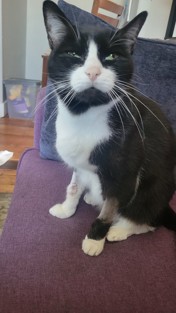 hipsternautique's tweet photo. My cat had to go to the emergency vet last night. He is mostly okay now, but wow wow wow was it expensive 🙃

If anyone can help out it would be greatly appreciated. 

V3nm0: summer-leppanen 
C@sh@pp: summerleppanen https://t.co/b5Fn7EPJLn