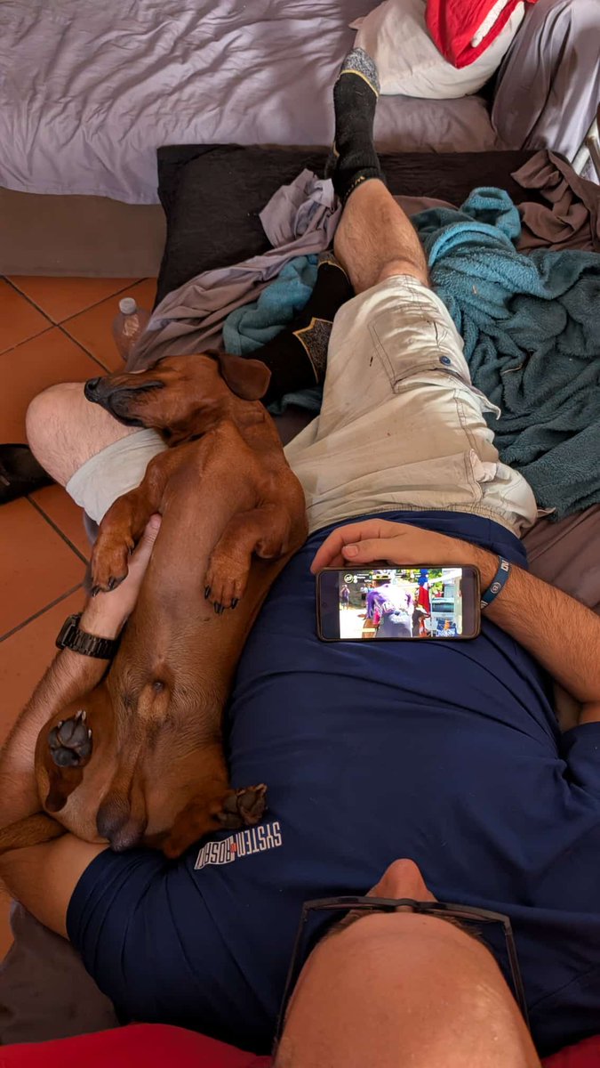 HNG0129's tweet photo. Father and son ❤️ 
#dachshund #father #son https://t.co/m1WvZssd19