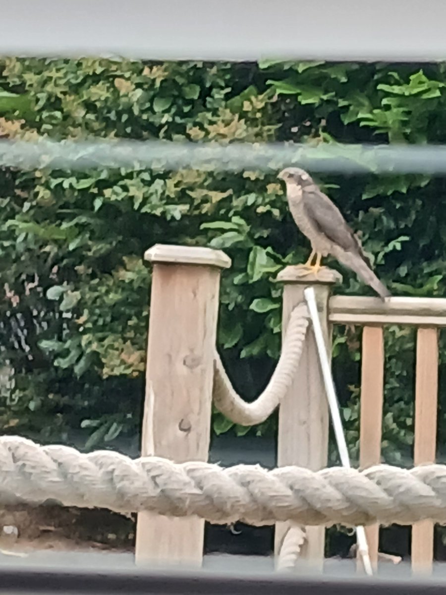 PandaHands74's tweet photo. @AntrimLens is this a peregrine Falcon on my decking? https://t.co/xaWeLdQHHo
