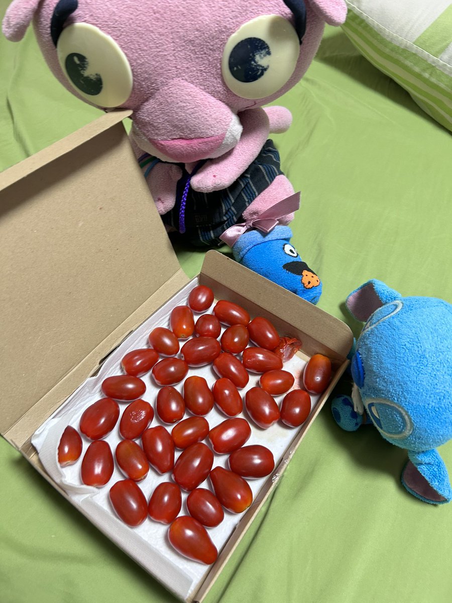BIFFSOUND's tweet photo. スタジオでした✨️٩(→ᗜ←*)و✨️
お誕生日先週だったのに、またしても頂いてしまいました！
POLOの靴下と何と箱入りのGODIVA！！
箱入り何てあるのぉー！！🌀՞ඉࡇඉ՞🌀
ありがとーだよぉー！！(>_<)♥️︎💕︎︎✨️

そして携帯ゲームで育ててもらえるヤツから
ミニトマト来ました٩(→ᗜ←*)و✨️ https://t.co/4Svj93t8nh