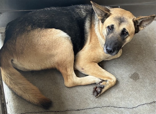 cashsmama08's tweet photo. 🚨🚨BRIANNA is on the kill list at Devore shelter, Ca and is super URGENT! This precious girl breaks my heart😭😭💔💔 Seeing her laying on that cold floor with no bed or blankets😥 Please share, foster, adopt to save her life. Her sweet eyes break me🥺🥺
Located: Devore Shelter
Name: My name is Urgent Med Adopt Brianna.
Description: I am a black and tan, unaltered female, who looks like a German Shepherd Dog mix.
Age: I am estimated to be 4 years old.
More Info: I am in kennel D 37.
I have been at the shelter since Jul 16, 2026.
I was found near Lindero St X Mesquite Rd in Pinon Hills.
#IDA847293
Phone Number: (909) 386-9820
Address: 19777 Shelter Way
Devore, CA 92407