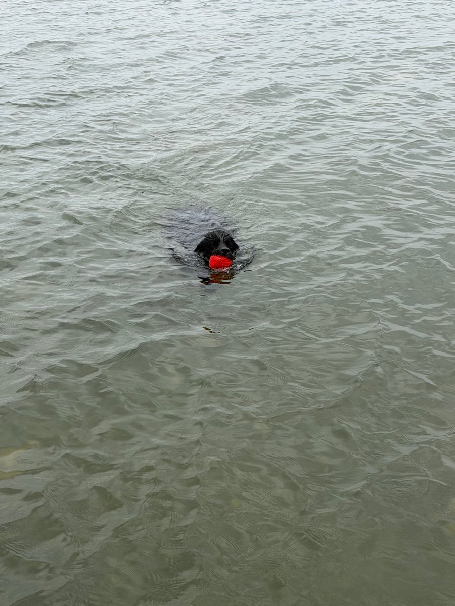 jramals's tweet photo. Freya’s favorite things - water and a ball https://t.co/qjXEv1emWP