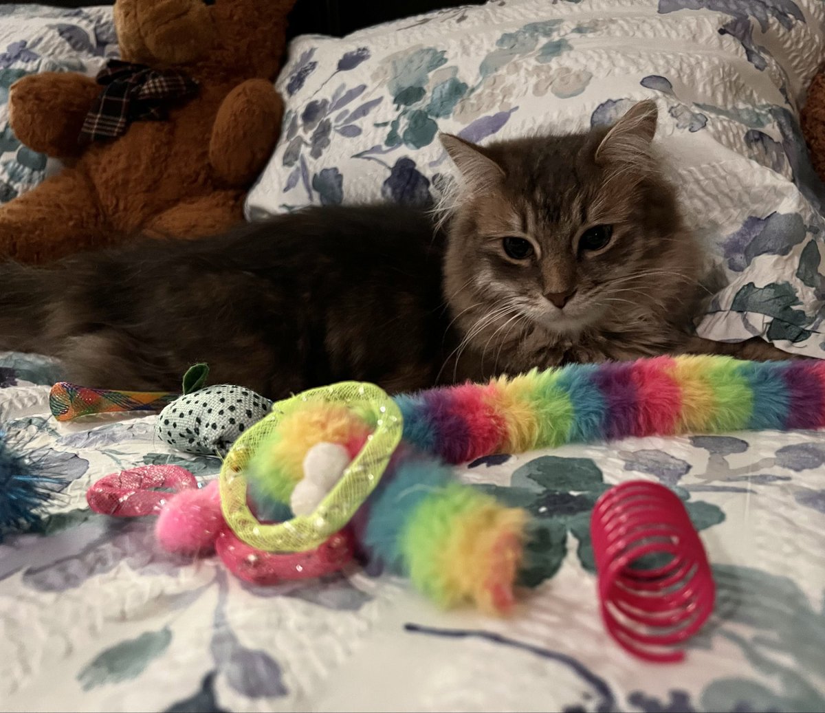 💖✨🌈Sadie Lynn 🪽✨💖 tweet media
