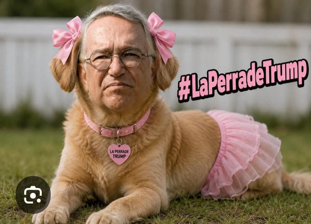 PattyDe65903748's tweet photo. Pregunta, alguien sabe que raza es esta perra? #LaPerritaDeTrump
#LaPerritaDeTrump_porSiempre 
Parece CORRIENTE! Jajajajajajajjaj https://t.co/OjgD6fWT3m