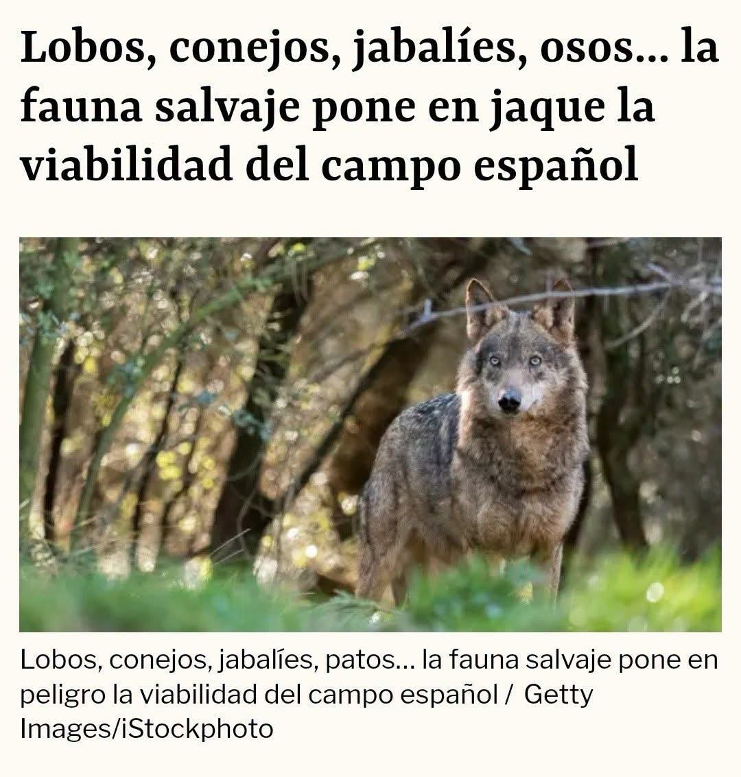 Marcoslrua's tweet photo. Existe un sector del lobby agroganadero que ha convertido a la fauna salvaje en el enemigo perfecto. Cada pérdida, cada dificultad y cada problema del medio rural se atribuyen al lobo, al oso o a cualquier otra especie protegida o no, ignorando deliberadamente las verdaderas causas de la crisis del campo.

Este discurso negacionista busca enfrentar a la sociedad con la naturaleza, presentando la biodiversidad como un obstáculo para el desarrollo. Es una estrategia que alimenta el miedo y la confrontación, pero que da la espalda a la evidencia científica.

Defender la fauna salvaje no es estar contra el campo. Es apostar por un medio rural que conviva con la biodiversidad, basado en el conocimiento científico y no en campañas de señalamiento contra especies que forman parte de nuestro patrimonio natural.

https://t.co/2f56QkNHI5