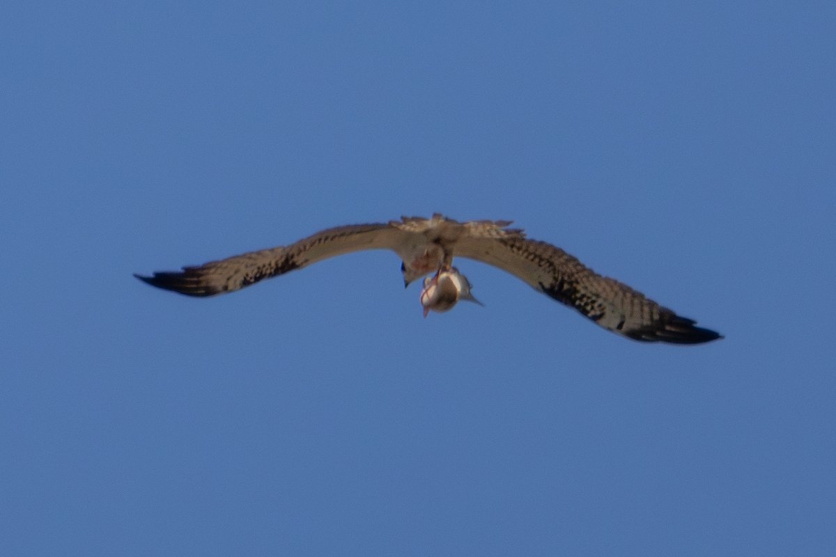 IoanaLogafatu's tweet photo. A ramble around my local patch.
#Osprey
#GreatCrestedGrebe
#MarshHarrier
#YellowLeggedGull https://t.co/RhL8ixVIzl