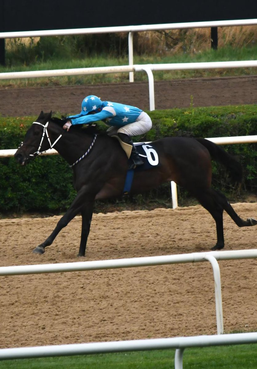 enesatlamazz's tweet photo. MİA STAR ✨️🏅🐎
@koroglu_ilkerr 
@ucayyildirim23 https://t.co/vDxIr1AJEN
