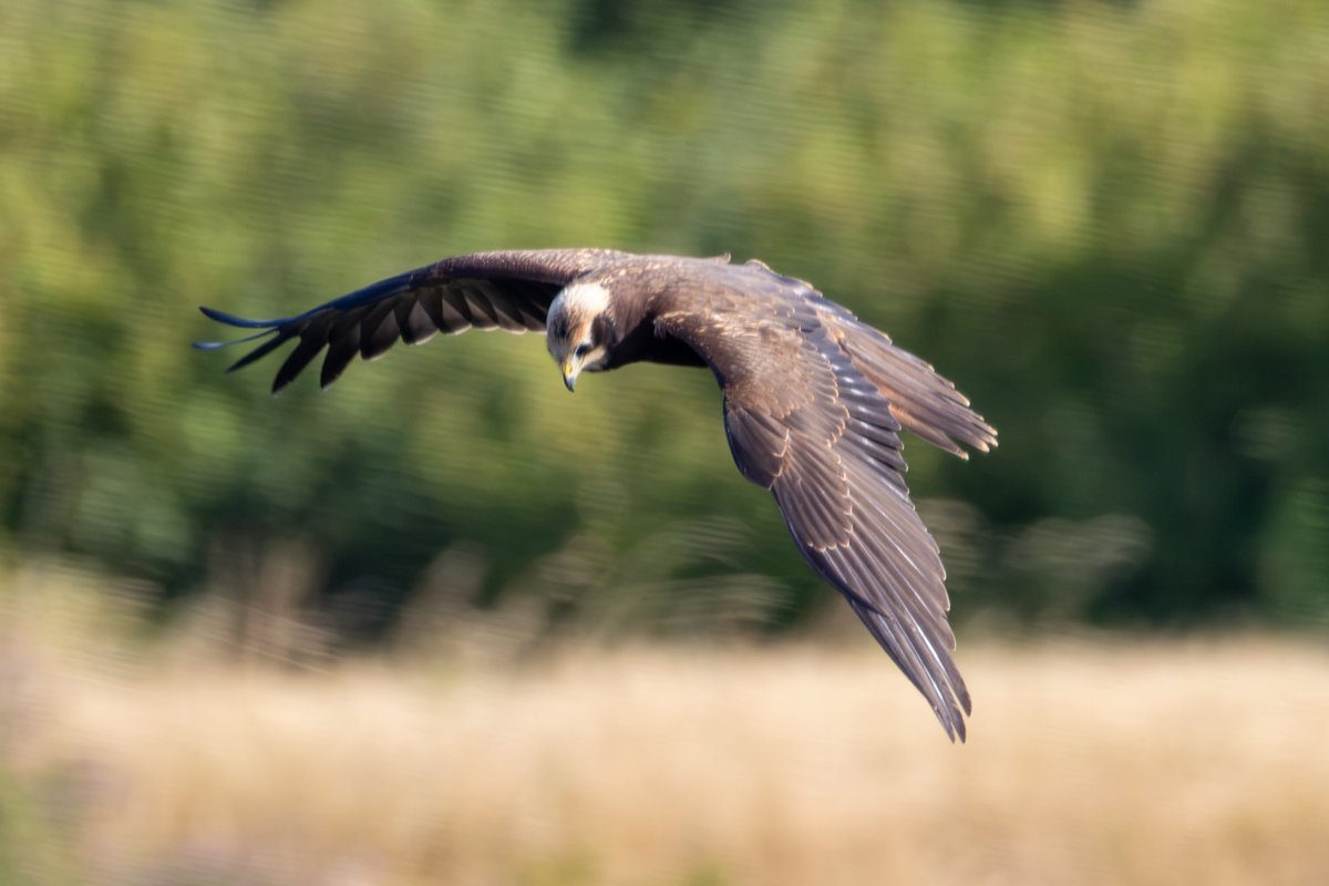 IoanaLogafatu's tweet photo. A ramble around my local patch.
#Osprey
#GreatCrestedGrebe
#MarshHarrier
#YellowLeggedGull https://t.co/RhL8ixVIzl