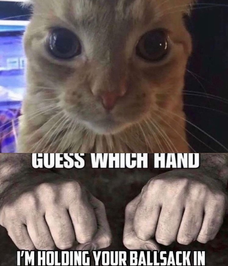 PunchingCat's tweet photo. https://t.co/g4pIZPp9vE