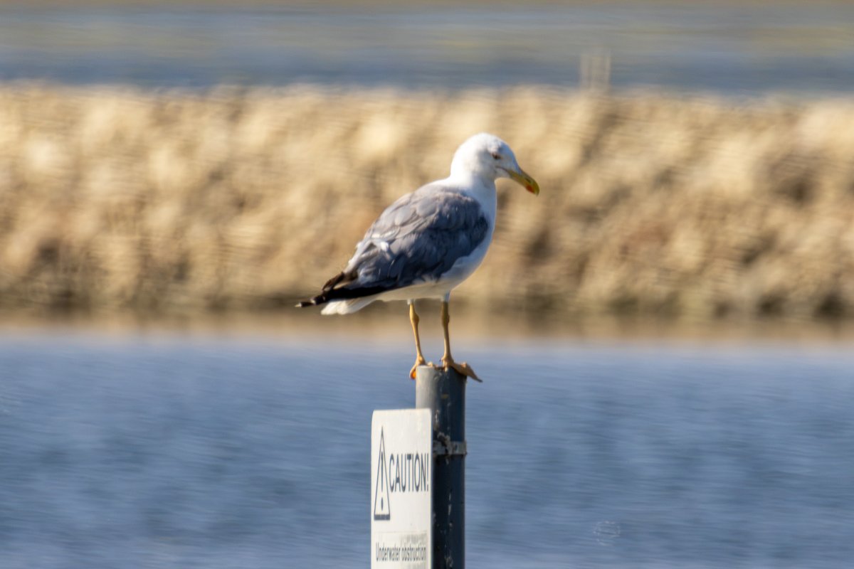 IoanaLogafatu's tweet photo. A ramble around my local patch.
#Osprey
#GreatCrestedGrebe
#MarshHarrier
#YellowLeggedGull https://t.co/RhL8ixVIzl