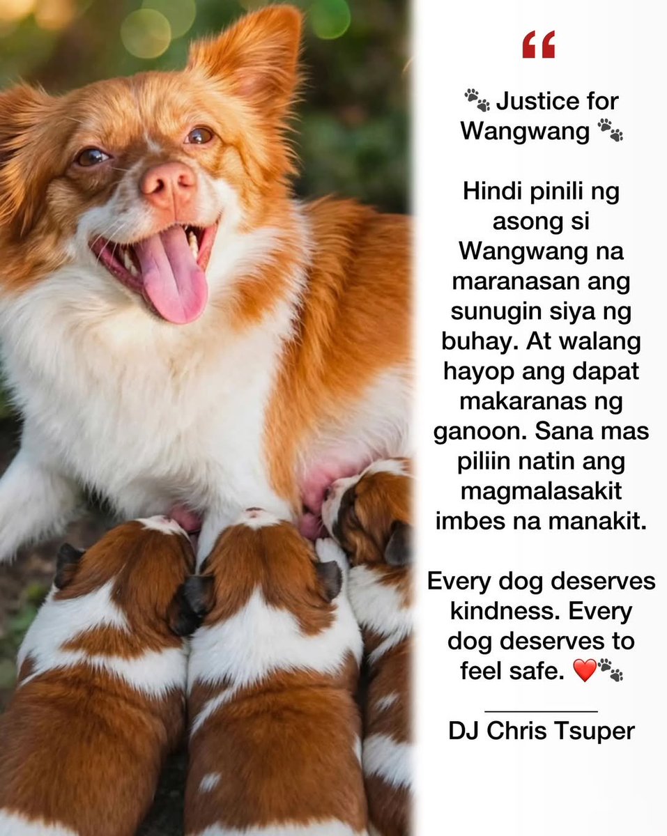 feilung_lau's tweet photo. Justice for Wangwang. 🐾
May mga kwentong... 
hindi lang nagpapaiyak. 
Pinapaalala rin nila... 
kung gaano pa karaming KINDNESS 
ang kulang sa mundo. 
Hindi pinili ni Wangwang... 
na maranasan ang ganoong sakit. 
At walang hayop... 
ang dapat makaranas ng ganoon. 
Pero kung may isang bagay tayong puwedeng matutunan sa kwento niya... 
ito 'yon—
Compassion is always a choice.
Sana KUNG may pagkakataon, 
piliin na lang nating magpakain... 
imbes na sila’y sipain. 
Magligtas... imbes na sila’y batuhin.
Sa madaling salita, 
Mas piliin sana natin ang magmalasakit... 
kesa manakit. 
Alalahanin natin na ang mga aso 
ay mga nilalang na walang boses… 
Walang boses para humingi ng tulong. 
Araw-araw lang silang umaasa 
na makakatagpo sila ng taong
hindi mananakit sa kanila.
At para isang kagaya ni Wangwang, 
ang tunay na justice... 
ay hindi lang paghahanap ng pananagutan. 
Kundi ang pagtitiyak
na wala nang susunod pang mang-aabuso at mananakit. 
Kung may chance na may makita kang asong gutom... pakainin mo. 
Kung may makitang sugatan... tulungan mo. 
At kung may makita kang inaapi... ipaglaban mo. 
Pero hindi naman talaga kaya 
ang tumulong, mag-rescue o magpakain…
Huwag na huwag mo na lang SASAKTAN.
Malaking bagay na sa kanila yun. 
Remember—
Every dog deserves kindness.
Every dog deserves to feel safe.
Stop animal abuse. 🙏🐾❤️ 
#PetLovers
#DogLover
#JusticeForWangWang
#StopAnimalCruelty
Let’s make compassion louder than cruelty. Like, follow, and share. 🐾 Thank you.