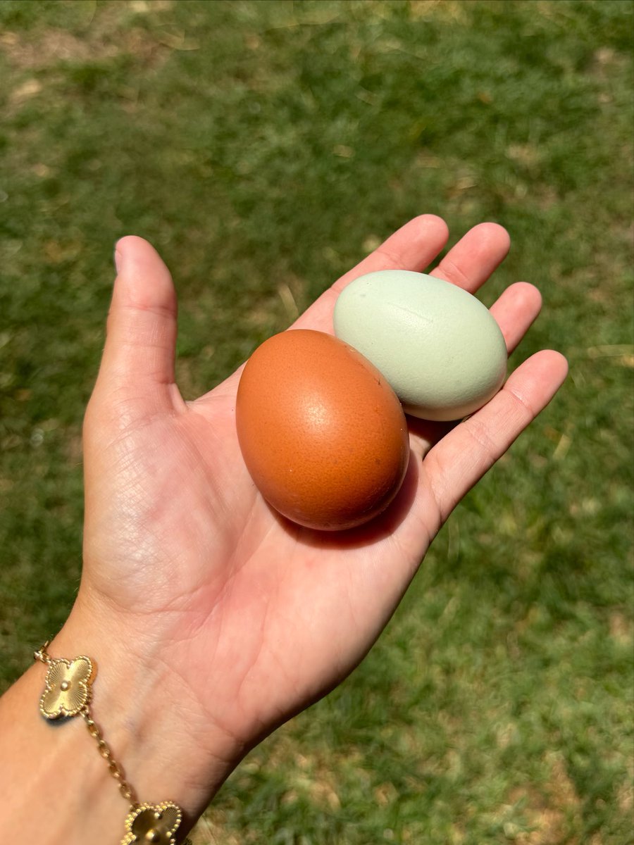 vohvohh's tweet photo. not many things in life are better than non-gmo, organic, pasture-raised fresh eggs https://t.co/OR6yJpz0z5