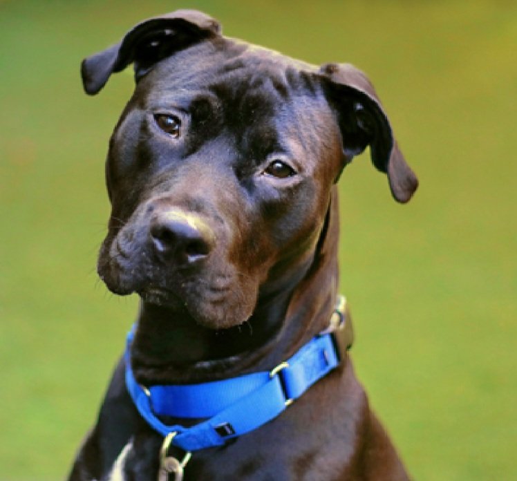 MorgFairsdogs's tweet photo. Blaze 102827
Kill Command 
#NYCACC #RescueOnly 
A handsome 6 yr old boy
Has ear infection and chronic dermatitis 🚑
Highly fearful in care 
Walks well on leash outside of kennel
Help save Blaze!
#Pledge4Rescue #foster #adopt https://t.co/fQSanz8TFT