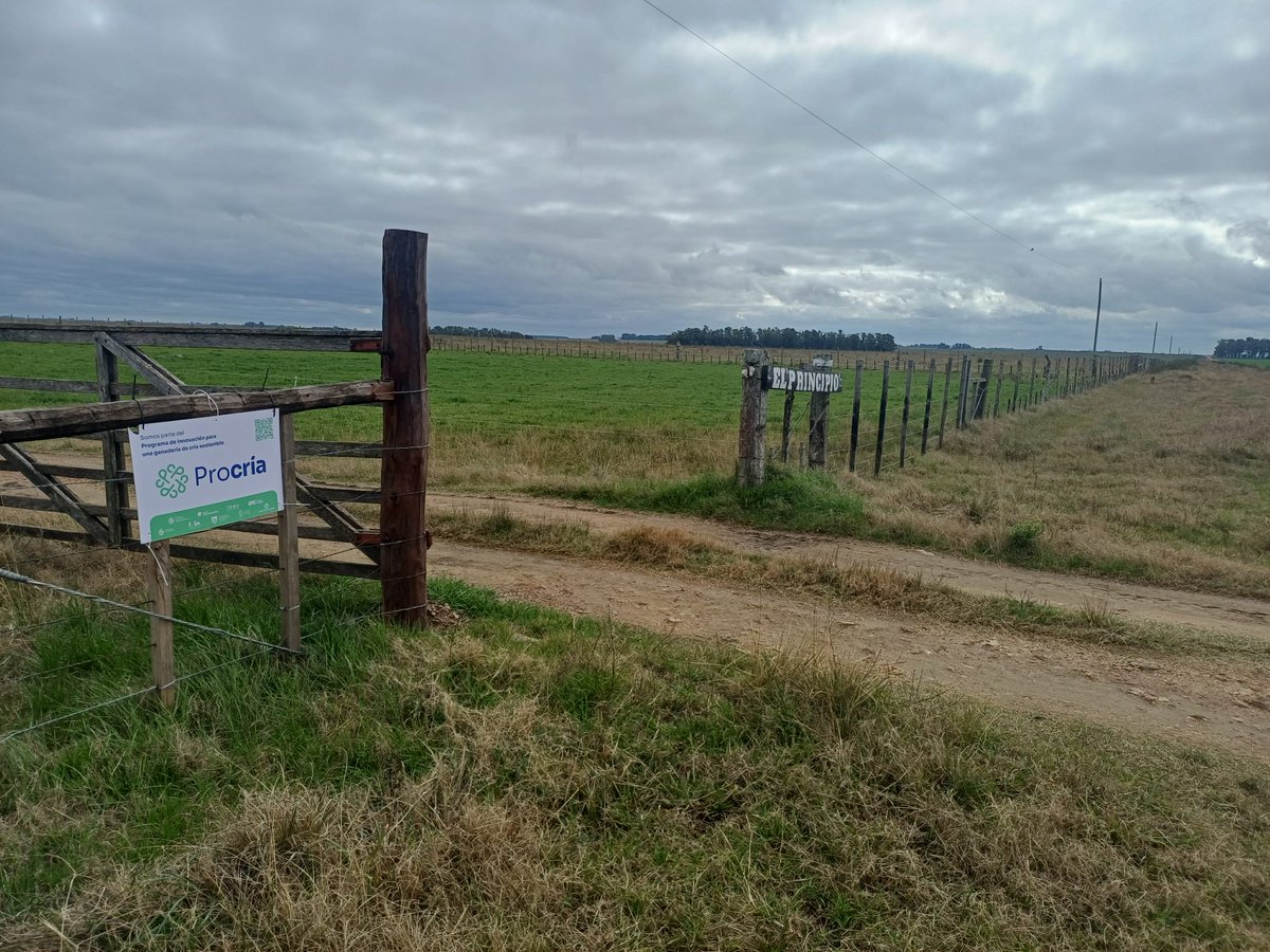 PlanAgro's tweet photo. Hoy, en Juan José Castro, Flores, reunión del grupo Procría Flores en "El Principio" de los hermanos Volpe. Sistema ganadero-agrícola. Extensionista Ing. Agr. José Rivero. 
Dr. Germán Alvarez, Plan Agropecuario. https://t.co/yHIsGl1fOF