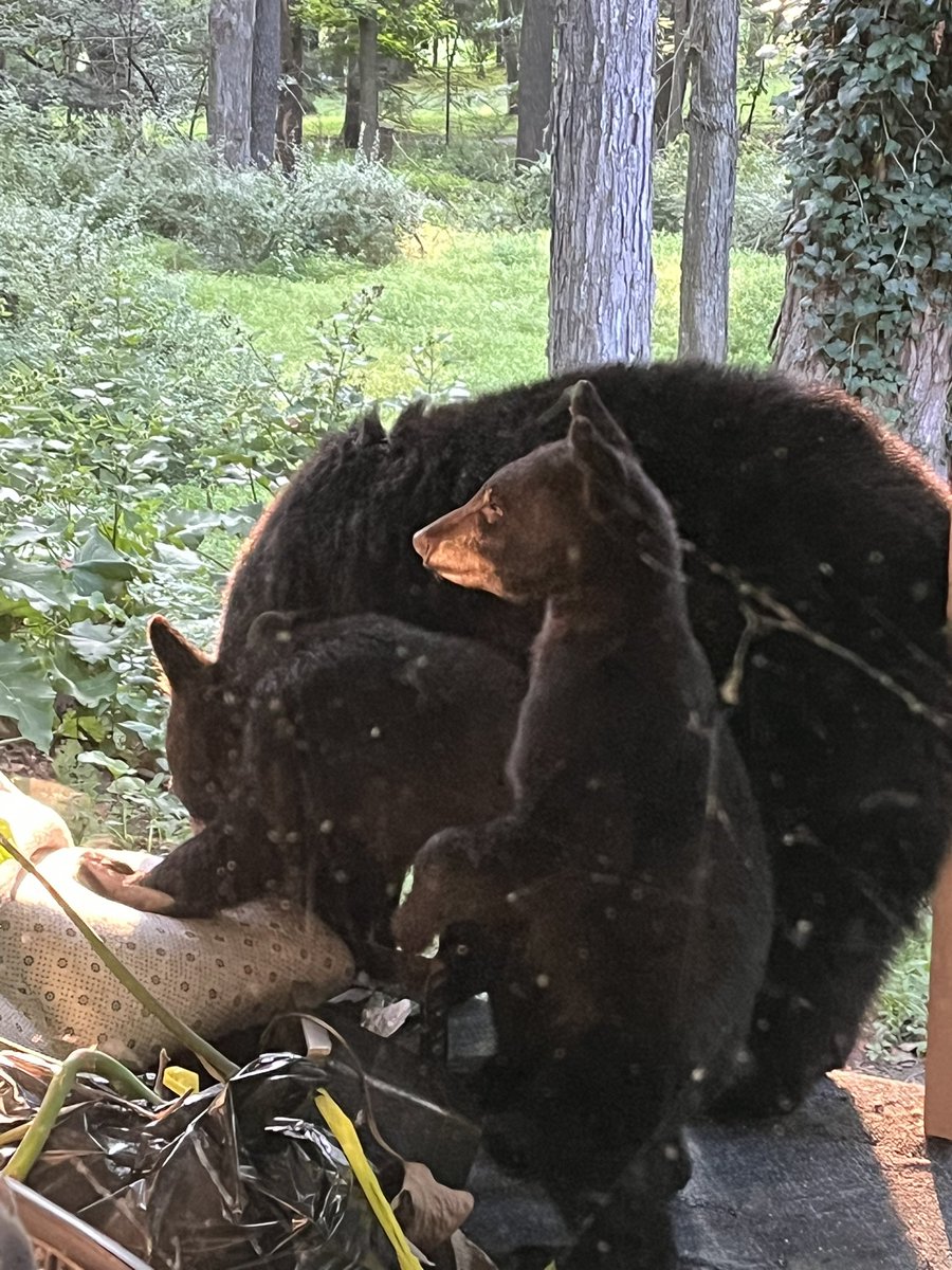 astrograf86's tweet photo. @SaturnianAlex woke up to these guys on my porch lol https://t.co/nTztqCcoS4