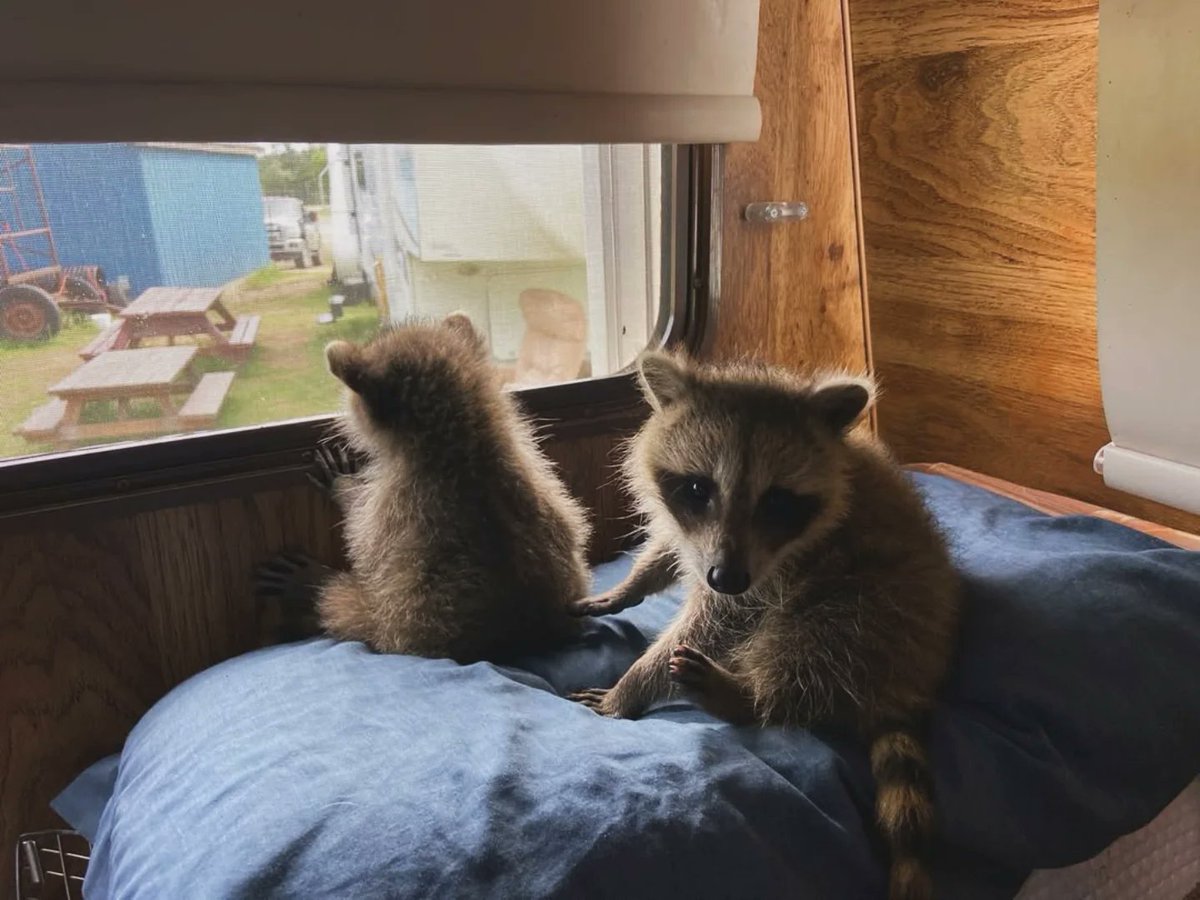 Raccoon_And_Me_ tweet picture