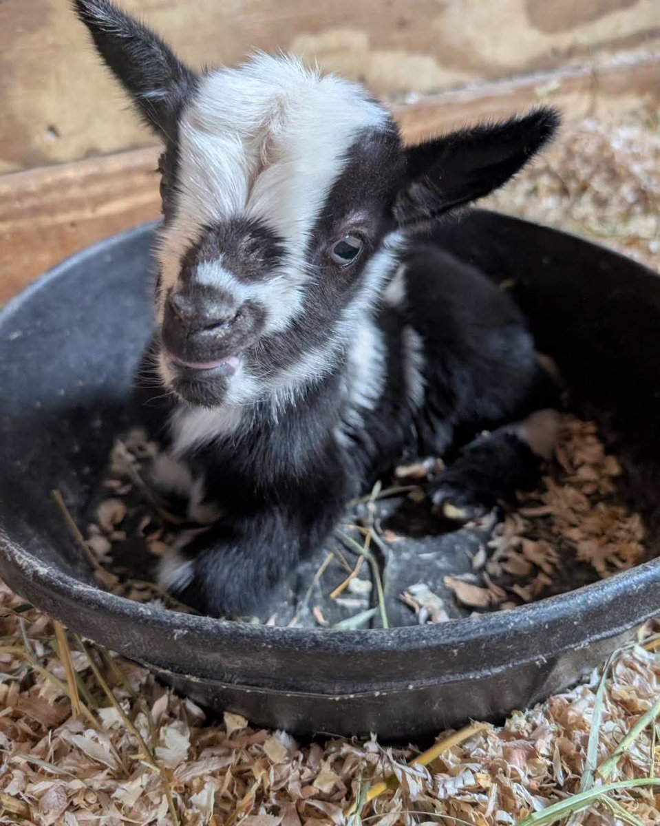 timbavati_dells's tweet photo. Who ordered the bowl of ADORABLE? 🥰
Find this cuteness in our
Nursery building.
It’s KID approved!
Open every day 9am-6pm.
#unleashtheadventureattimbavati #goat #fyp #zoo #wisconsindells #lovethedells #cuteness #family #love #weekend #summer #picoftheday #lifeisgood https://t.co/1HV48ipbtp
