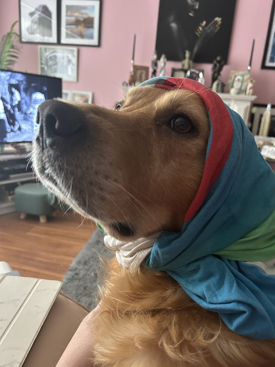 scotshaute's tweet photo. Should probably be giving him his dinner rather than tying a Tshirt round his head like a little scarf. https://t.co/U2KGuPkFQl