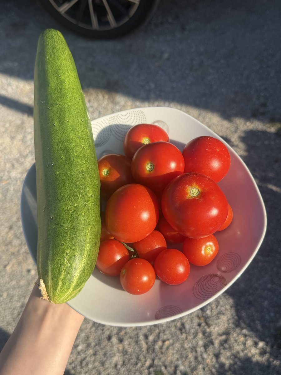Dersustan's tweet photo. Picked from my garden https://t.co/ckbOvj8snw