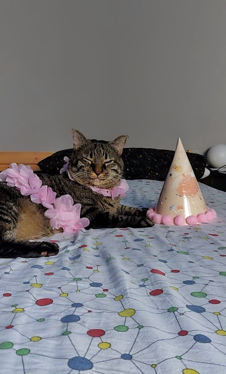 sotises's tweet photo. Fateci largo, qui c'è da festeggiare 
14 anni di amore e croccantini 🎈 https://t.co/KwKdqMD1DK