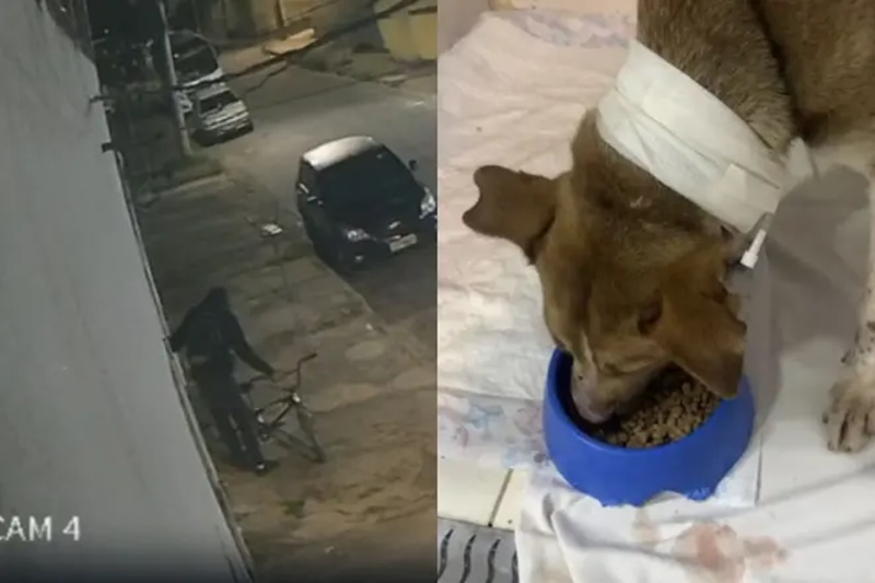 BetimOnline's tweet photo. Cadela agredida por ladrão ao tentar impedir furto em Betim se recupera após cirurgia. A cachorrinha, chamada Pérola, sofreu diversas fraturas na face e foi acolhida pela ONG Anjos de Rua. #BetimOnline
https://t.co/gPITNrW1af https://t.co/1i3ZkdfwQX