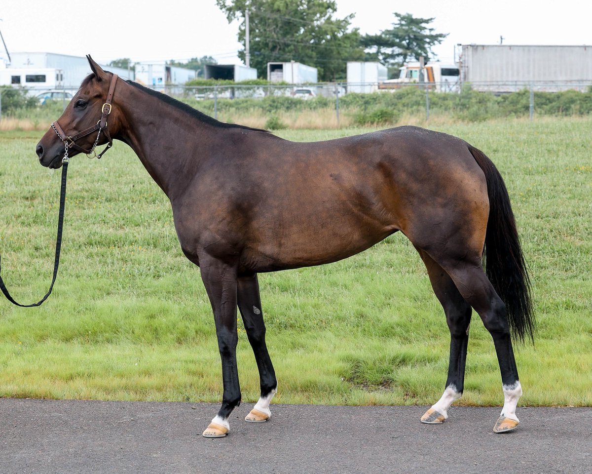 TaylorMadeSales's tweet photo. Half-Sister to GI Haskell Winner, BABY VINO, selling in the #FTDig sale 🤩

Hip 31 Late for a Date

▪️4-year-old filly by Mitole.
▪️Half-sister to recent Grade 1 Haskell Winner, Baby Vino.
▪️Baby Vino will most likely make his next start in the Grade 1 Pennsylvania Derby or the Grade 1 Travers Stakes.

📄https://t.co/BwDVV5SLpX
📲Tom H. 859-300-1022