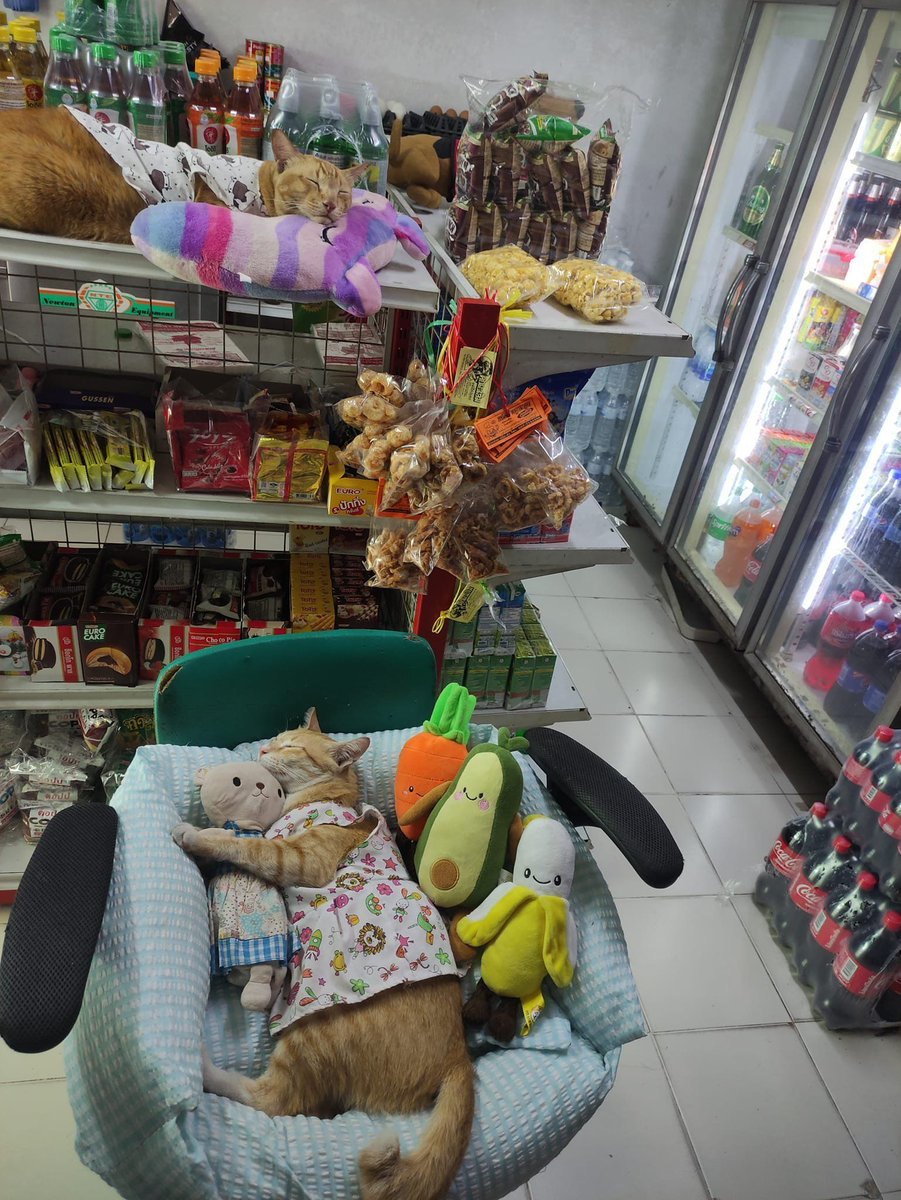 CatWorkers's tweet photo. Shhh! They're on break.

📸 MaprangWaaan https://t.co/aqvPkbZp3x
