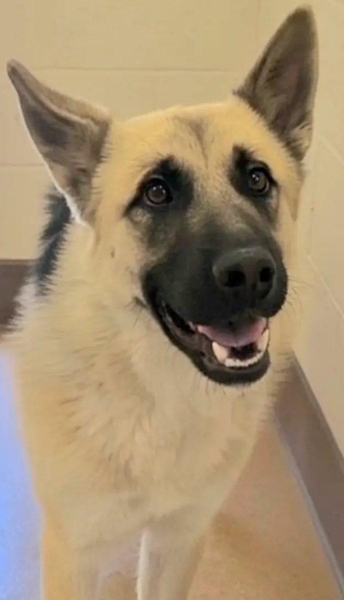 LilaFlw's tweet photo. ETHEREAL DOG💫 just Wow!!🤩Hard to find even @ the best top-of-line breeders!

Can u believe puppy Nathan awaits EUTH@ deadIiest shelter where most🐶never make it out alive😥

Save Nathan’s life—add this beauty to YOUR family!

ADOPT(🇺🇸/🇨🇦) or FOSTER (free, no$)

all info in🧵⬇️: https://t.co/mUZLtkskFK