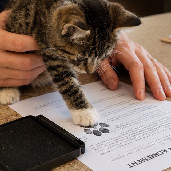 FrenchRapUS's tweet photo. 🚨 INCROYABLE ! 

Au Japon, les chats signent désormais leurs documents d'adoption avec leurs propres pattes 🥲

C’est l’info la plus mignonne de la journée… https://t.co/839yiYVbzF