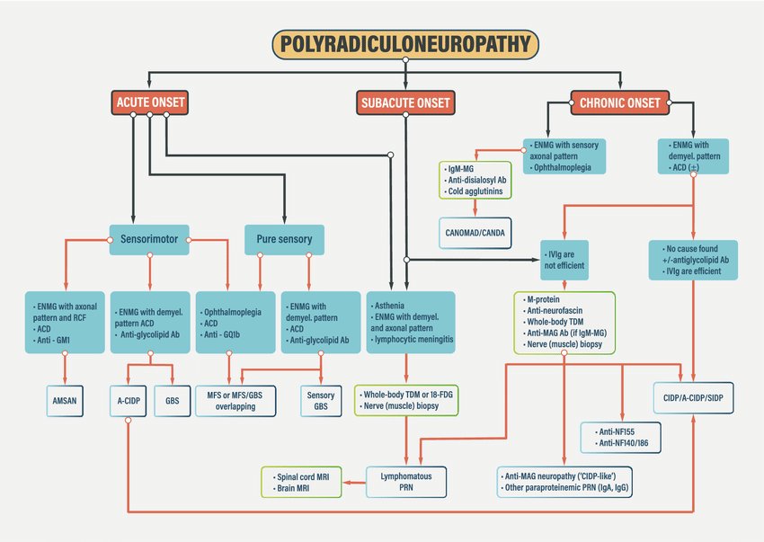 drsthanus's tweet photo. Diagnostic workflow for ataxic neuropathies of the ‘polyradiculoneuropathy’ type. 

https://t.co/L7M1iilEf8 https://t.co/IJ5CZCmtDz