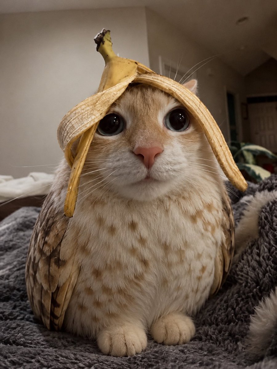 Daily Meowl tweet media