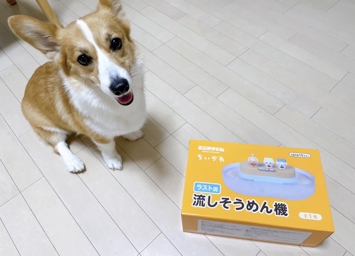 mooom_in's tweet photo. 825日目です☀️

ちいかわエニマイくじ、
ラストワン賞に遭遇！

#コーギー
#コーギーのいる暮らし https://t.co/VFxV1l0mlS