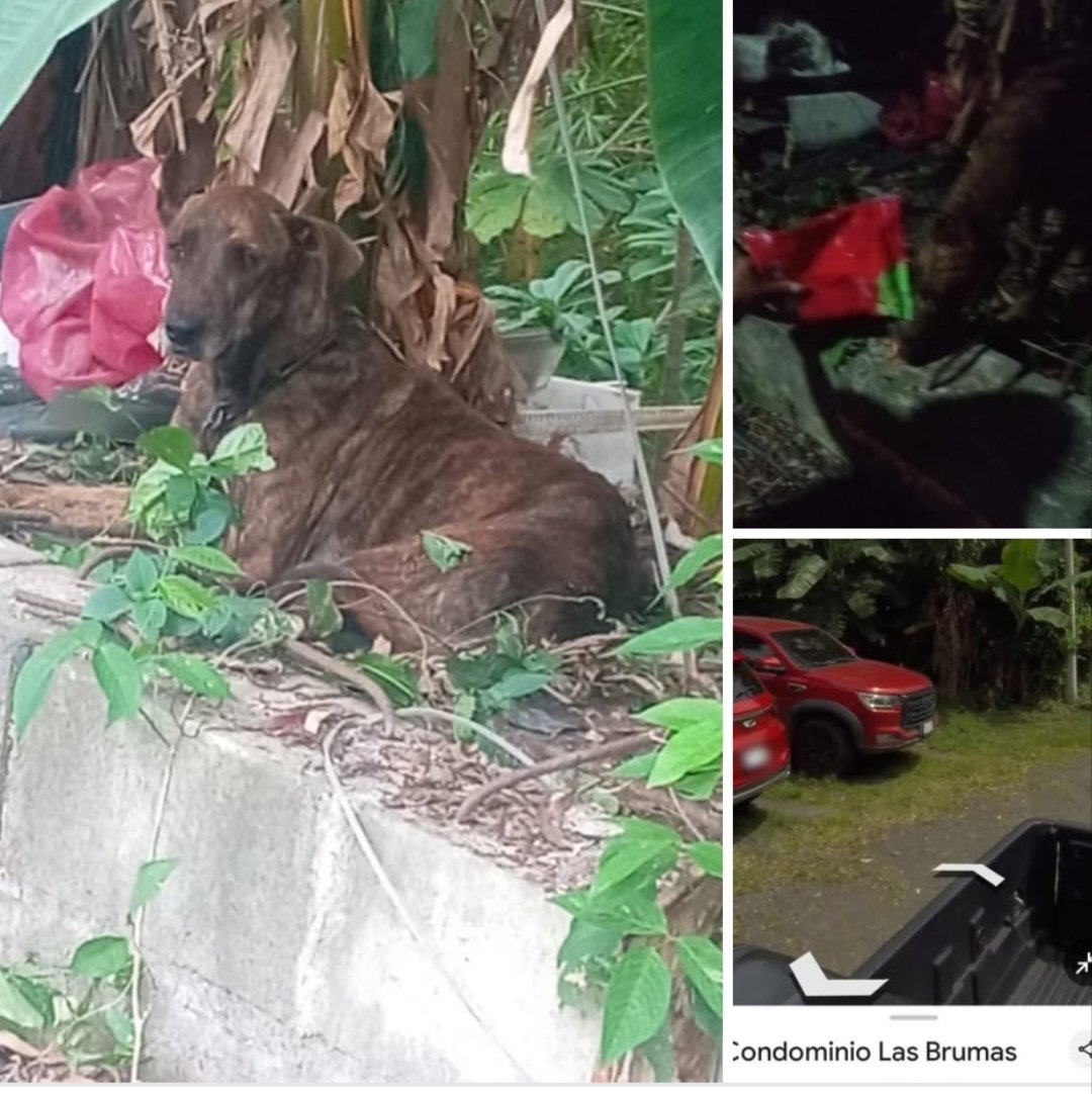 lyssitta's tweet photo. SERVICIO SOCIAL✅️
Servicio social ✅️ 
#reportan ⚠️
#emergenciacanina 🆘️🆘️🆘️🆘️
#urgente ‼️‼️‼️
#ayudaanimal 

Hay una persona que ofrece hogar para este perrito que lo fueron a  abandonar a condominio Las Brumas (calle a Panchimalco cerca del kilómetro 12, San Salvador)
El lugar de destino sería Sacacoyo , carretera a Sonsonate 
Taxi Pet cobra $70 😐 
Alguien que pueda apoyar con transporte por favor ??? 

📍https://t.co/H09y4YXR4d