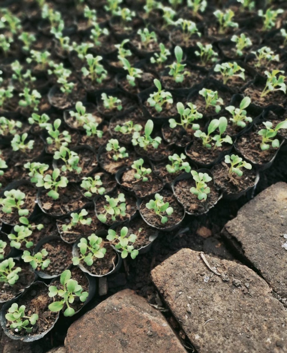 MableTopinaf's tweet photo. [Growth hits hardest when you stop running from the messy parts of you and start nurturing what’s still growing. That quiet shift is where real strength takes root.]， https://t.co/cHvYxo8y7Y
