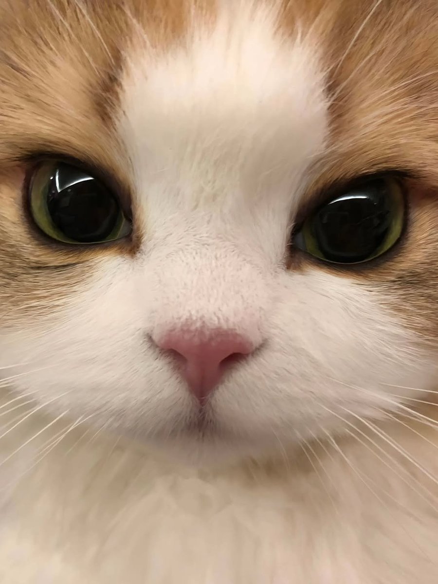 smol silly cat tweet media