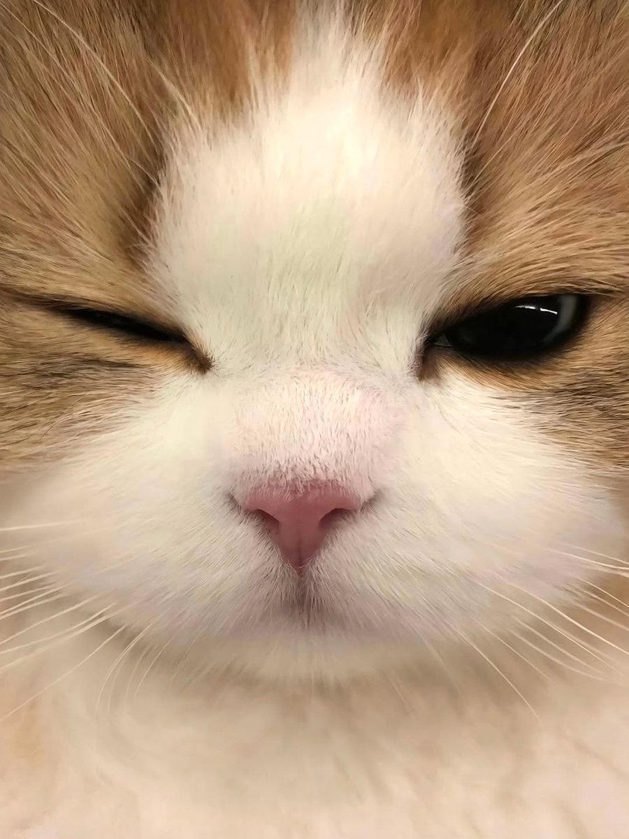 smol silly cat tweet media