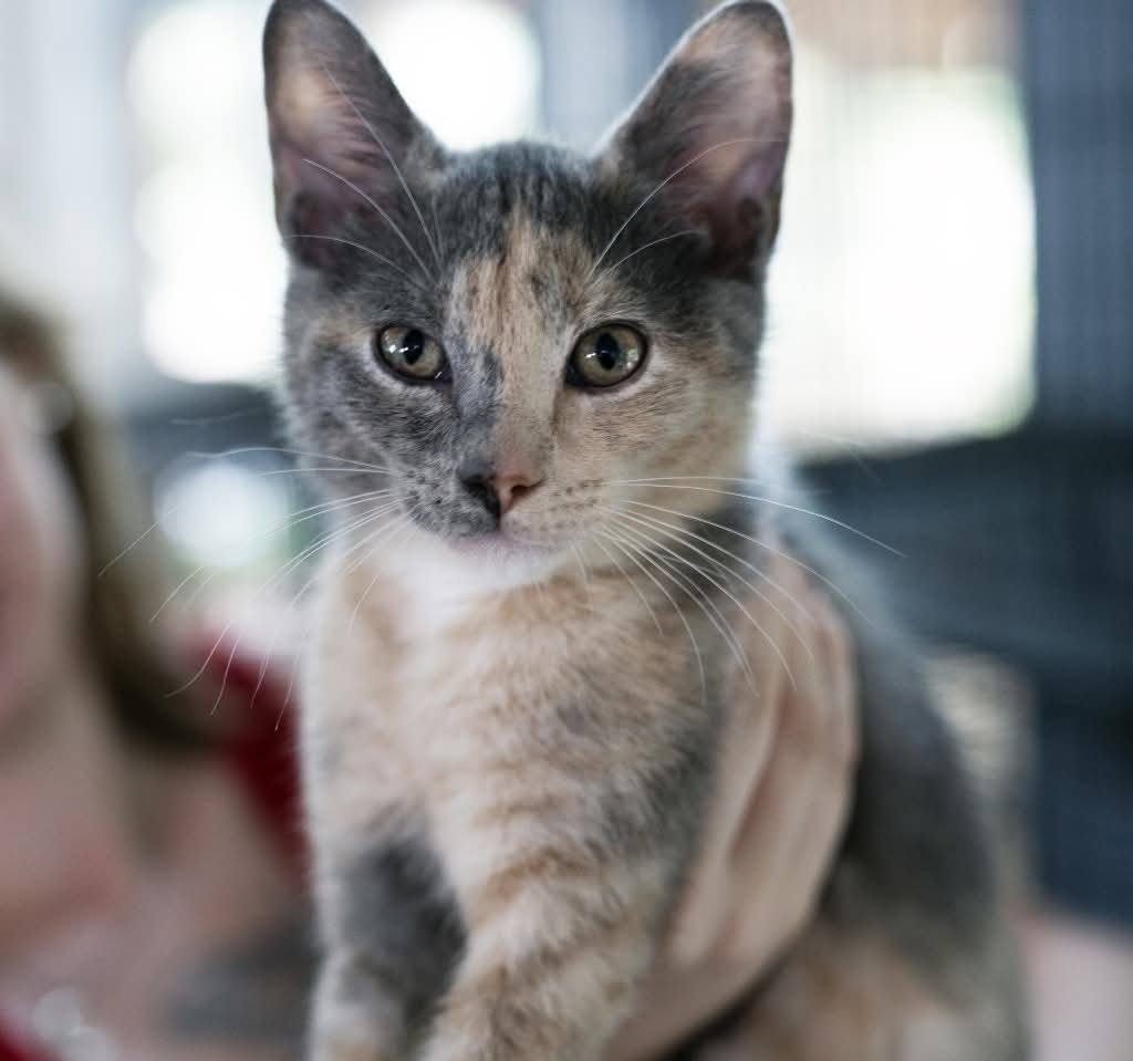 GoathouseRefuge's tweet photo. Beautiful Catalina is not available for adoption yet. Once her spay and other vetting is complete, she will be ready to be your new best friend!
Approximate age is 16 weeks https://t.co/8otVktnZzH