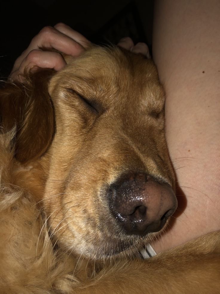 Irisknottsk9k9's tweet photo. Hotastuck fock
my dog goes deeper inside me
https://t.co/lbwI4aaUf2 
https://t.co/lbwI4aaUf2 

#zoophillia #zoosarevalid #beastiality #dogknot #zooprideisvalid #zoophile #hypnotistzoophilesarevalid #zoophiletwt
#zootwt #zoopositivity
#grope #Pardi #jjk242spoilers #uk #germany https://t.co/XUJPtcHUcC